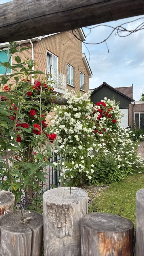 Romantische tuin 
