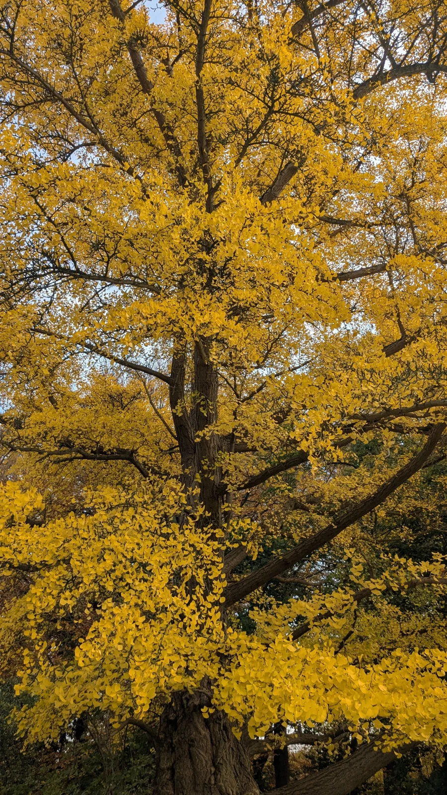 Boom met gele herfstbladeren in een bos.