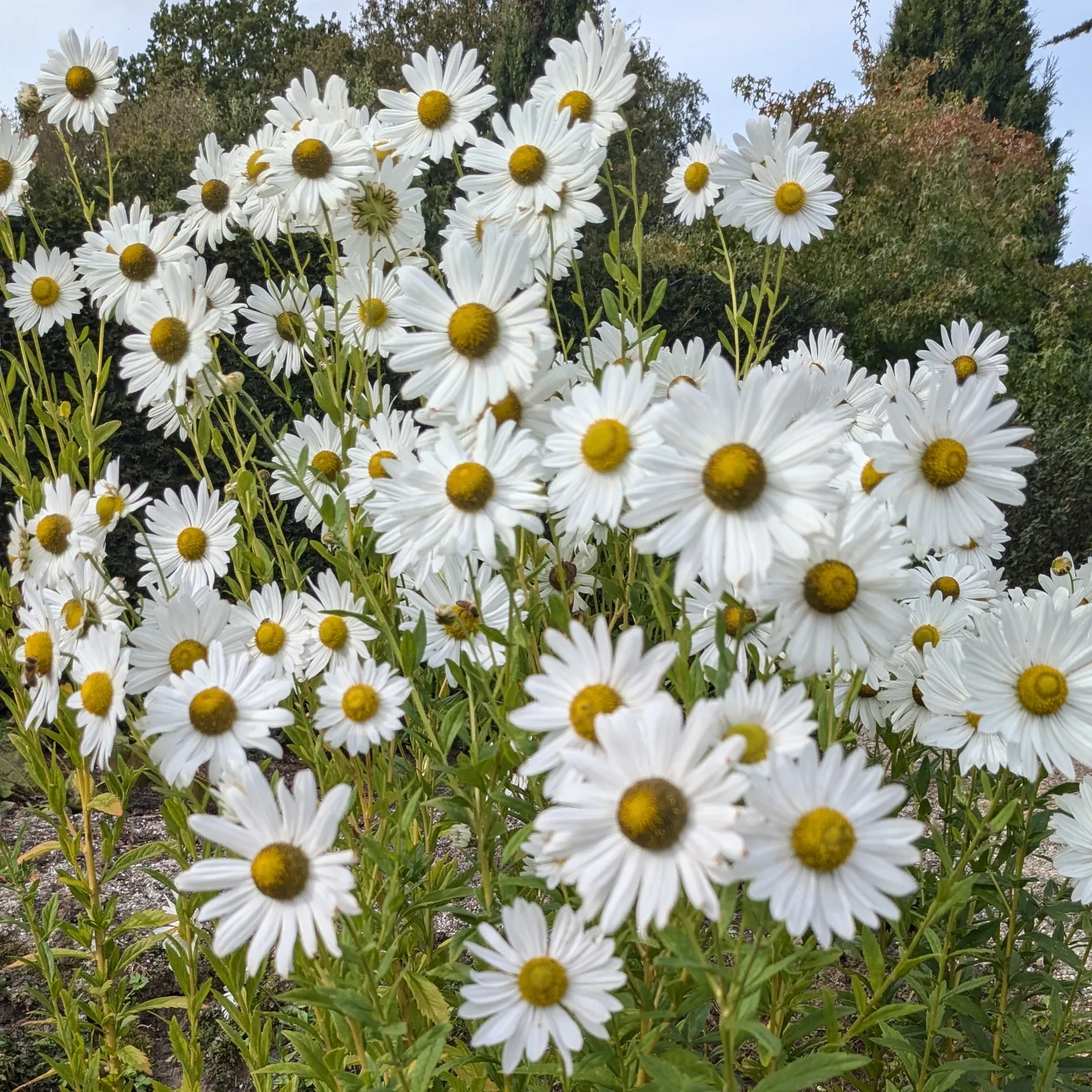 Witte herfstmargrieten in het najaar