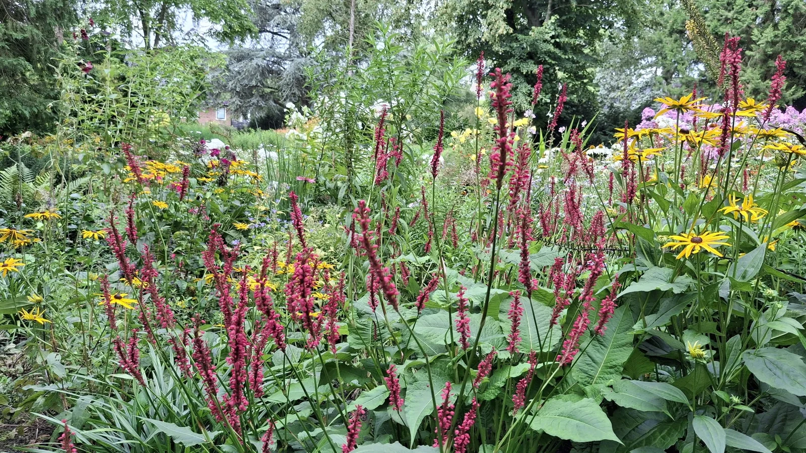 Verschillende bloemen en groene planten in een tuin.
