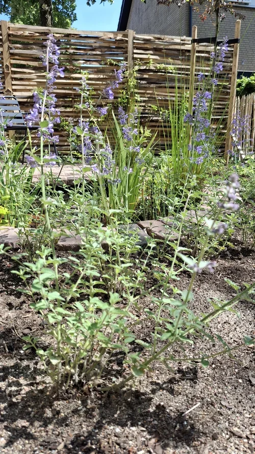 Leven in de tuin