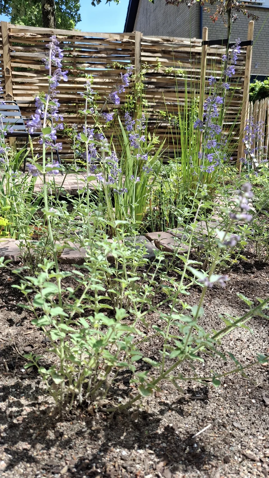 Bloeiend kattenkruid voor een gevlochten scherm in een voortuin in De Bilt