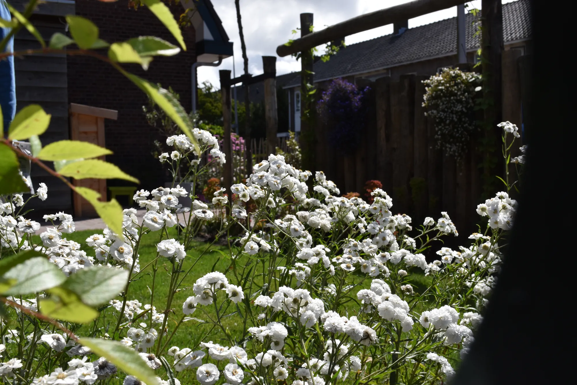 Wit bloeiende vaste planten in de romantische tuin in Naaldwijk