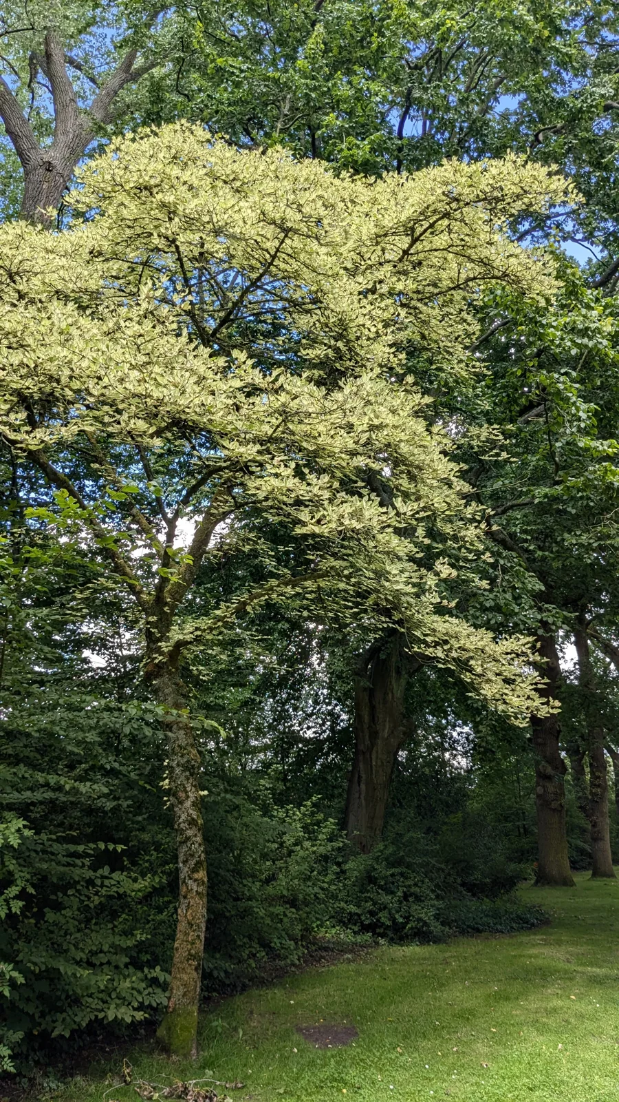 Een groene tuin met diverse bomen en een gazon, zonlicht dat door de bladeren schijnt.