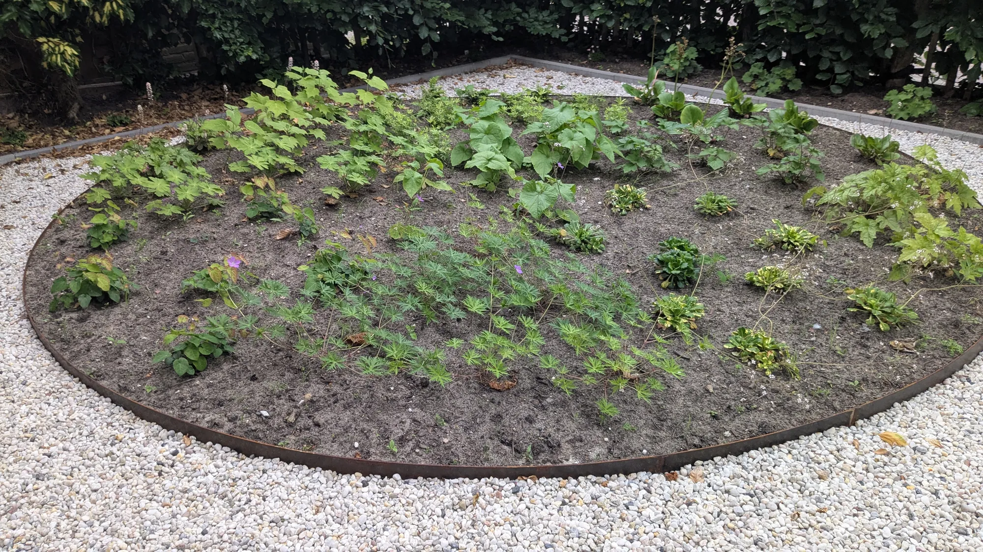 Pas aangeplante ronde border met een cortenstalen rand in een voortuin in De Bilt