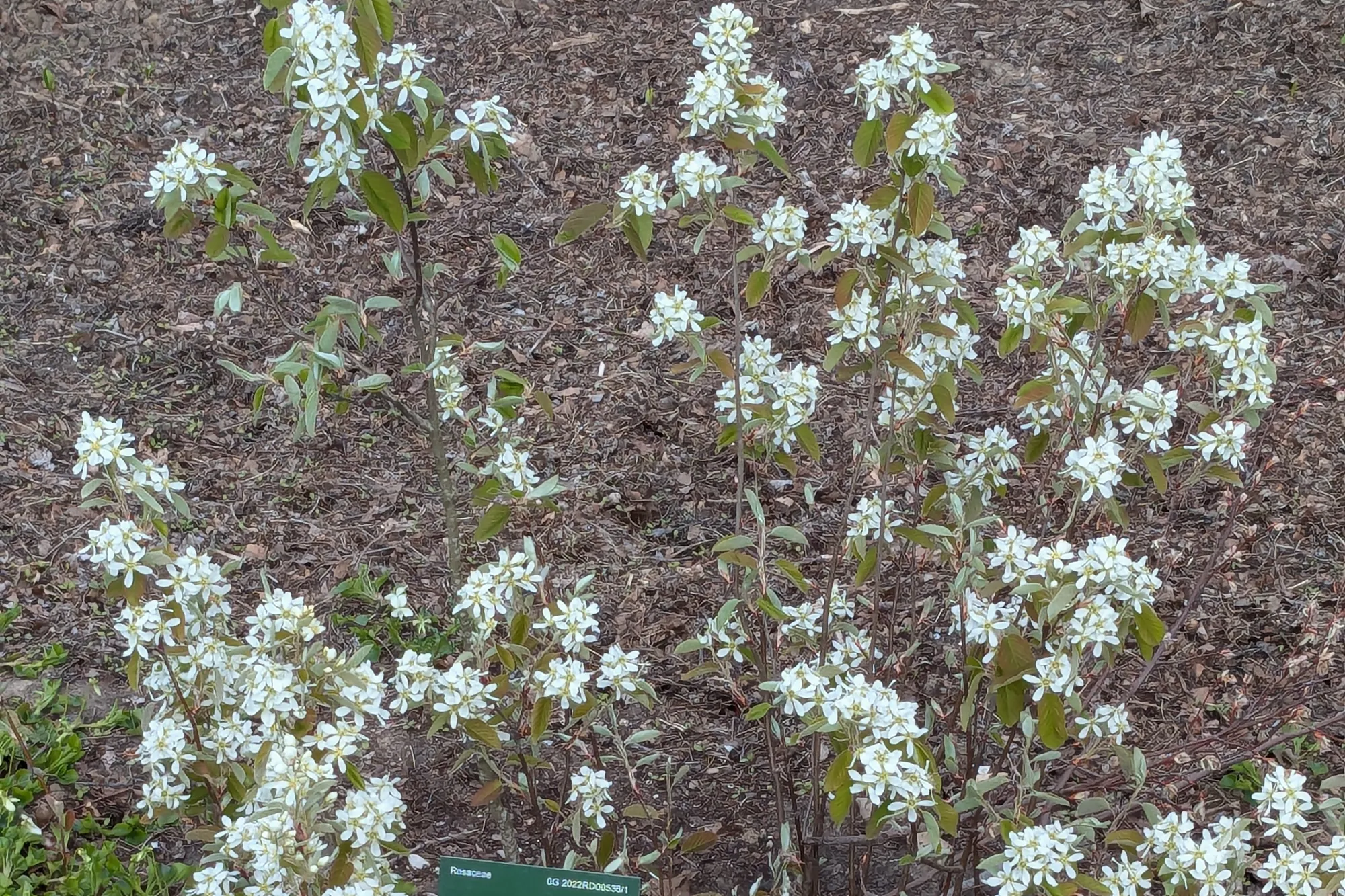 Witte bloesem van een krentenboompje in april