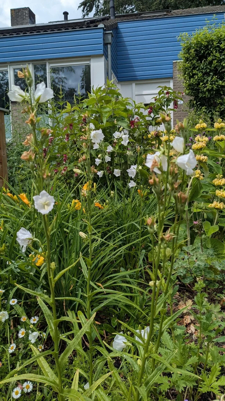 Bloeiende border met witte klokjes en oranje daglelies in een voortuin in Bilthoven
