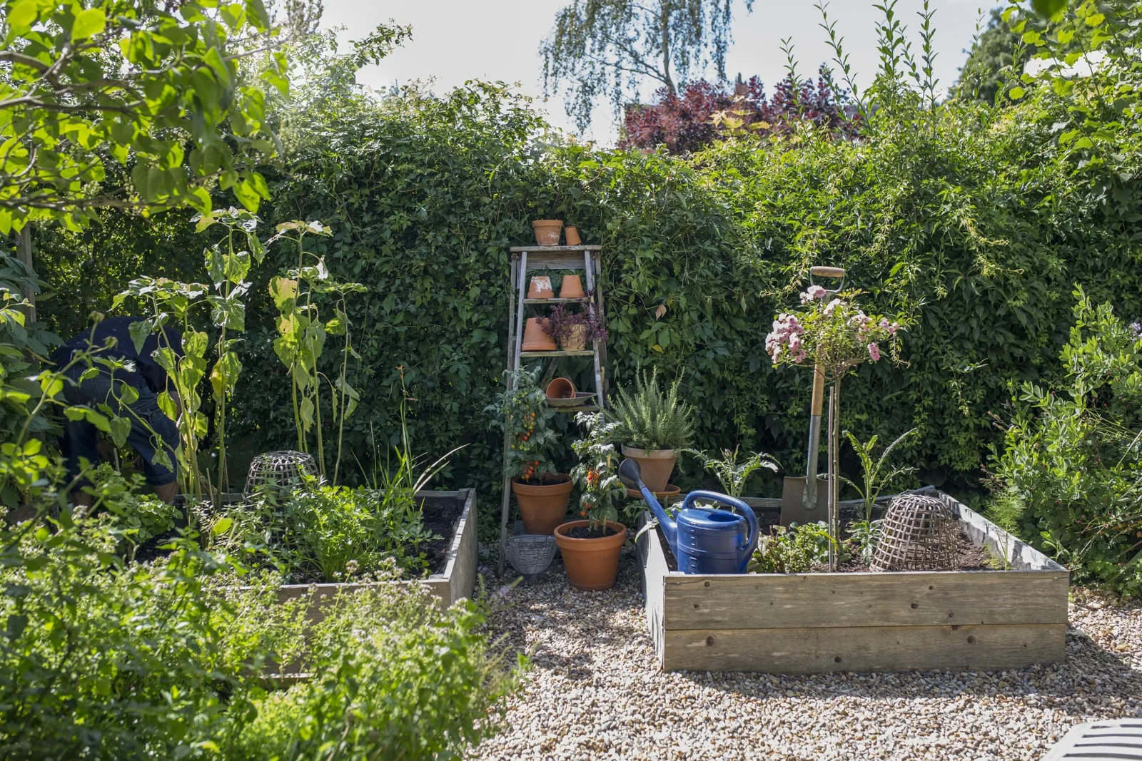 Een tuin met een houten plantenbak, bloeiende planten, potten, een waterkruik en tuingereedschap, omgeven door een groene heg en bomen.