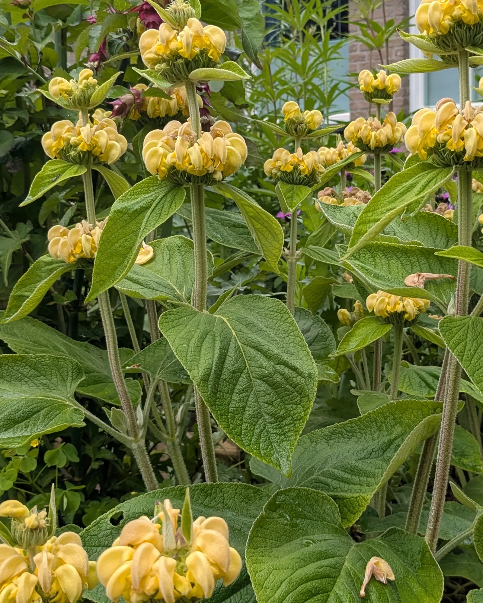 Bloemrijke border in een voortuin na een beplantingsplan van Margot's Tuinen