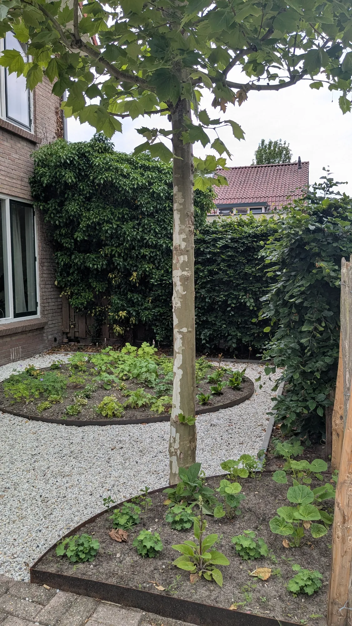 Voortuin in De Bilt met een boom, twee ronde borders en licht grind