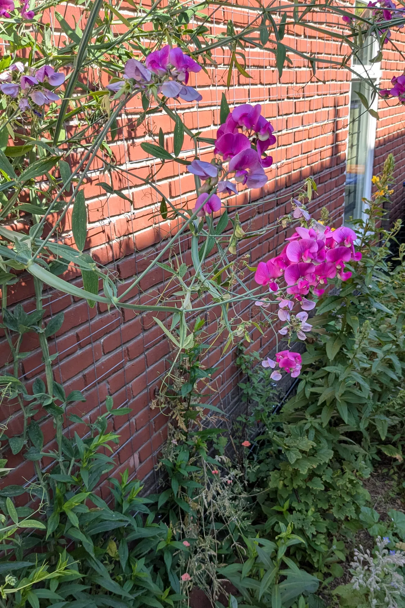 Roze lathyrus die tegen een bakstenen muur omhoog klimt
