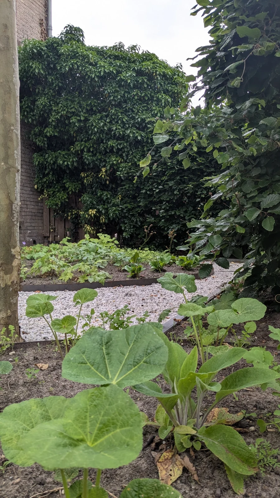 Jonge vaste planten in een ronde border langs het grind in een voortuin in De Bilt