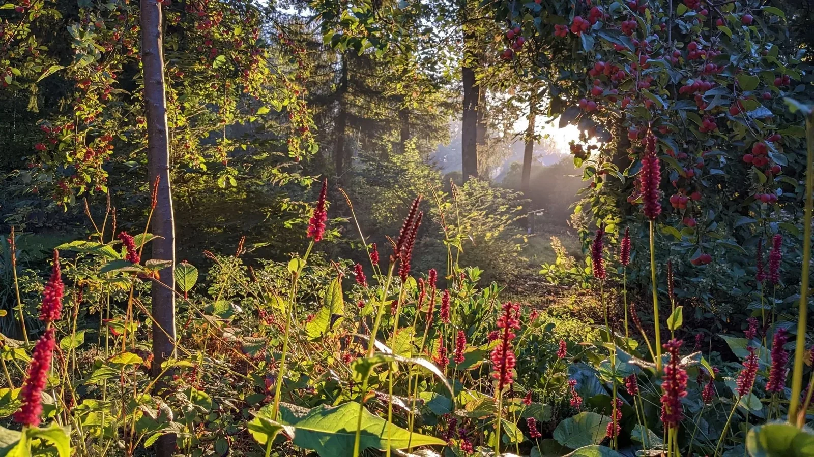 Een zonovergoten bos met gevarieerd groen en rode bloemen in de voorgrond.