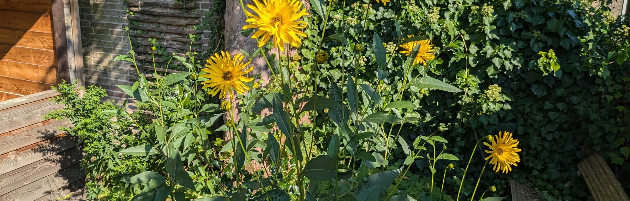 Gele bloemen in een border in september in De Bilt