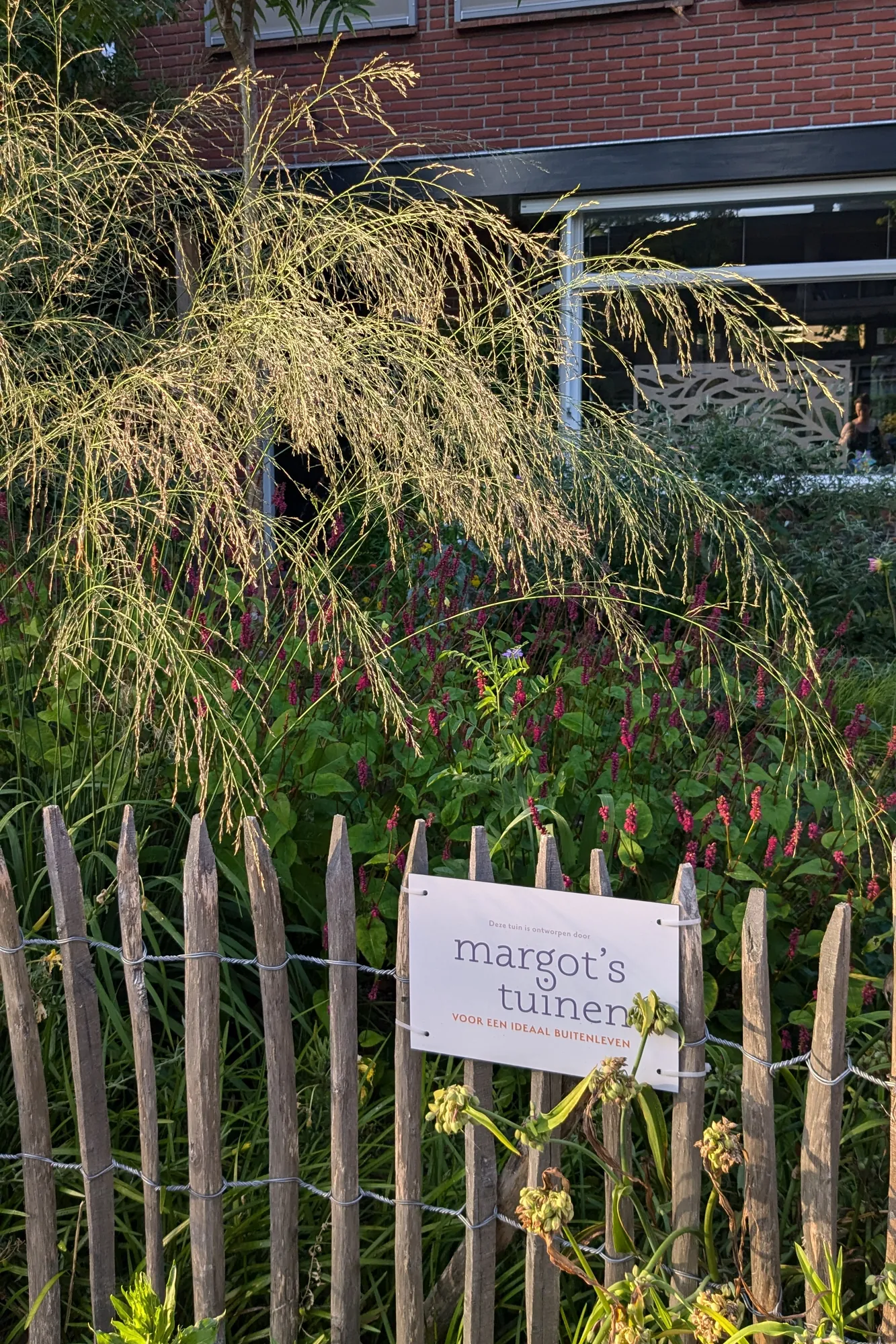 Reuzenvedergras (Stipa gigantea) achter een kastanjehouten hek