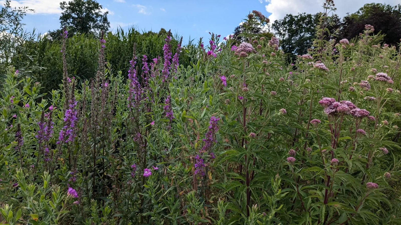 Een weidse tuin vol met verschillende soorten groen en paarse bloemen.