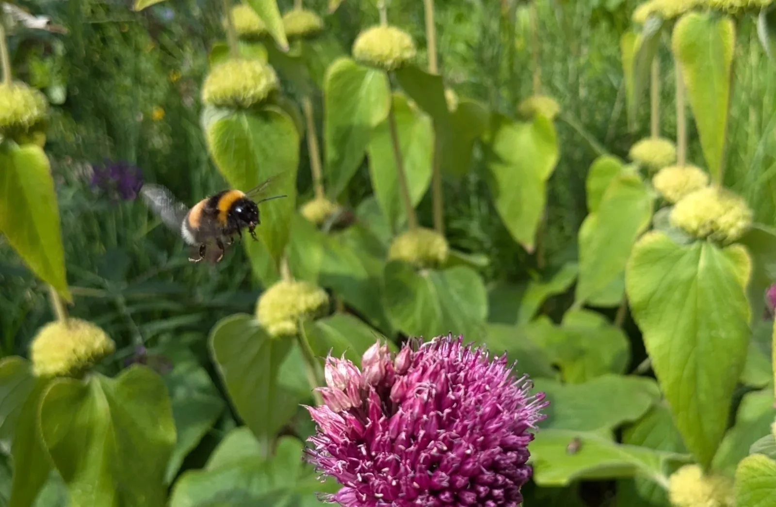 Een bij vliegt naar een roze bloem in een groene tuin.