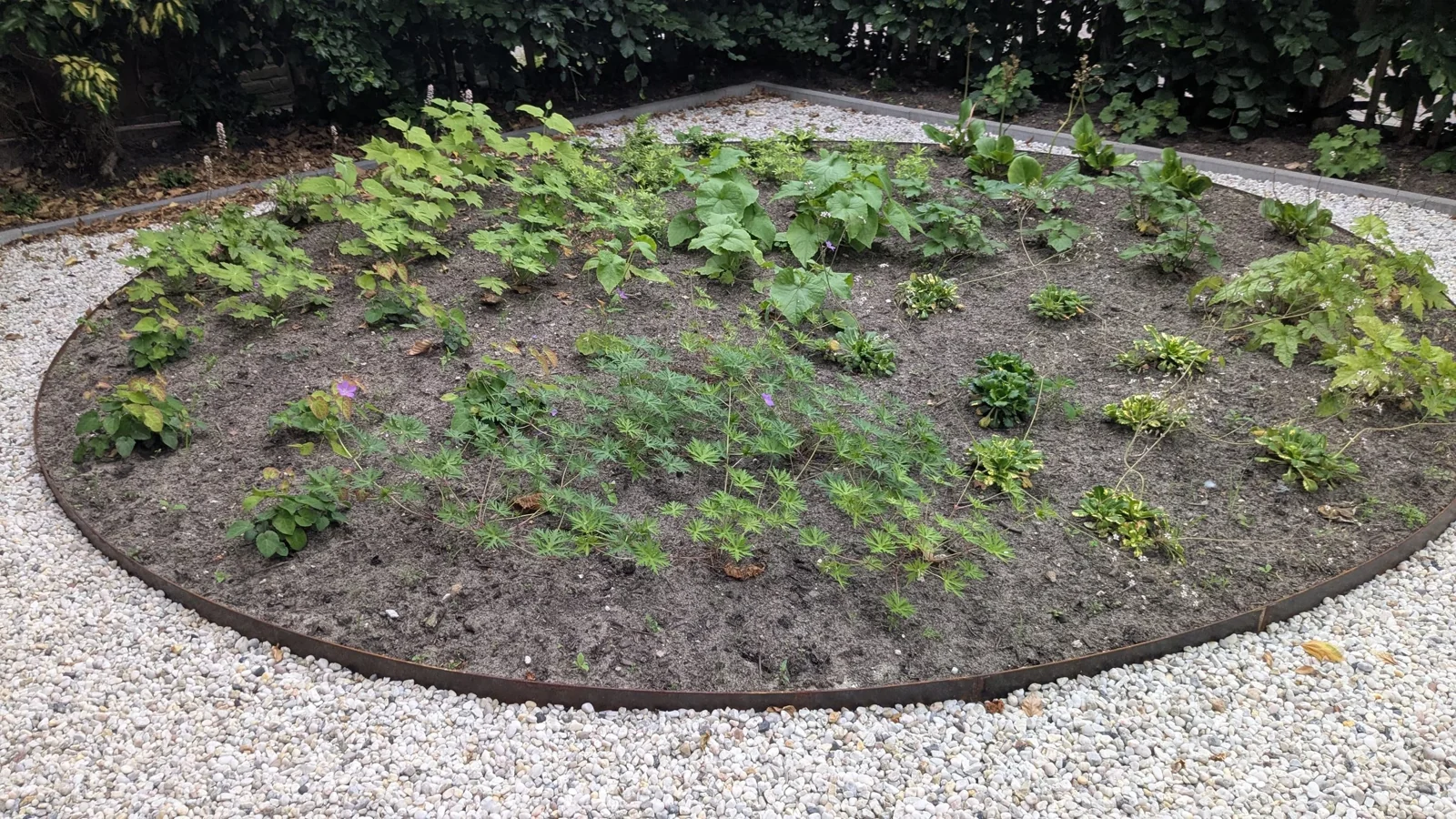 Pas aangeplante ronde border met een cortenstalen rand in een voortuin in De Bilt