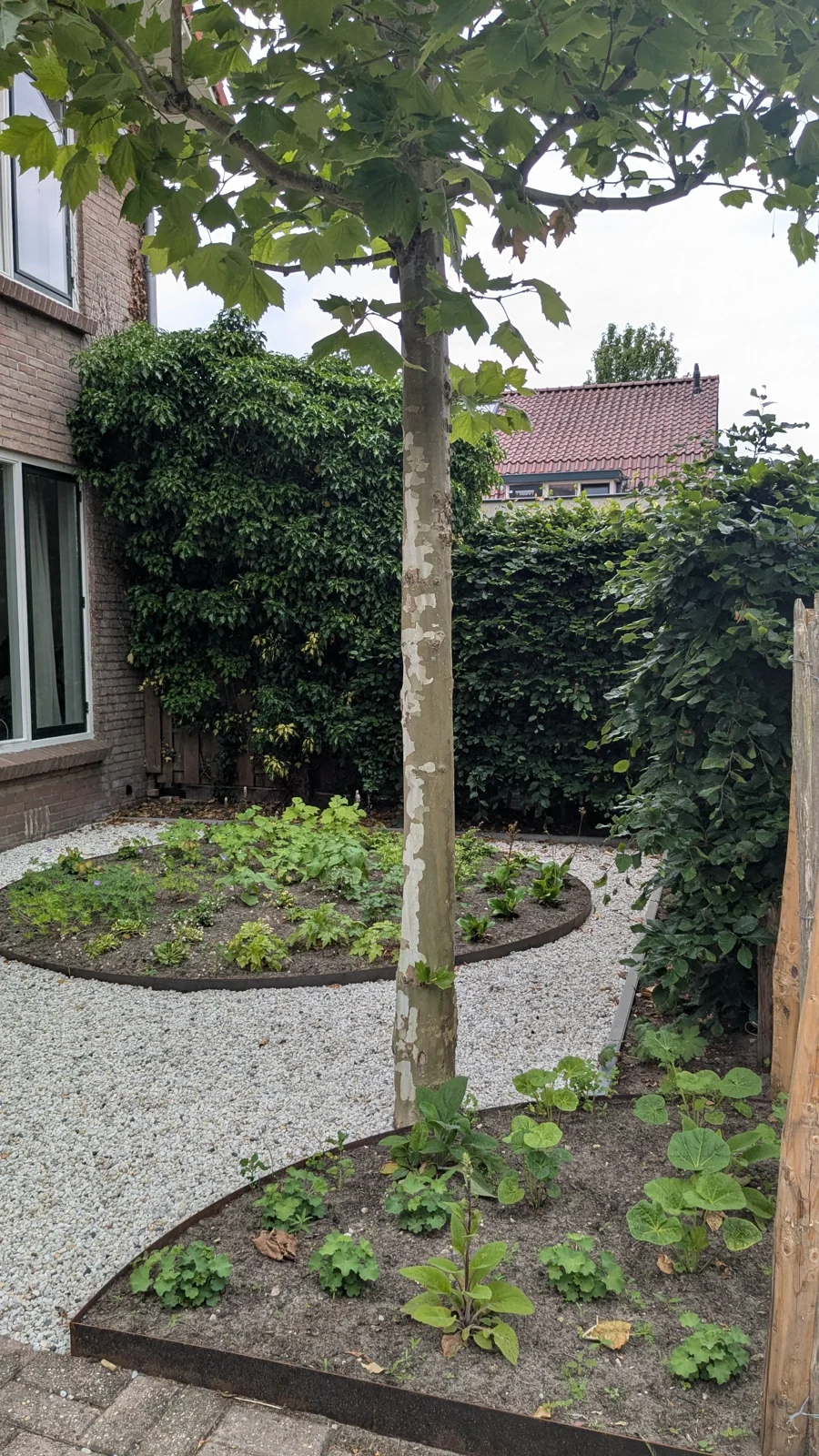 Voortuin in De Bilt met een boom, twee ronde borders en licht grind