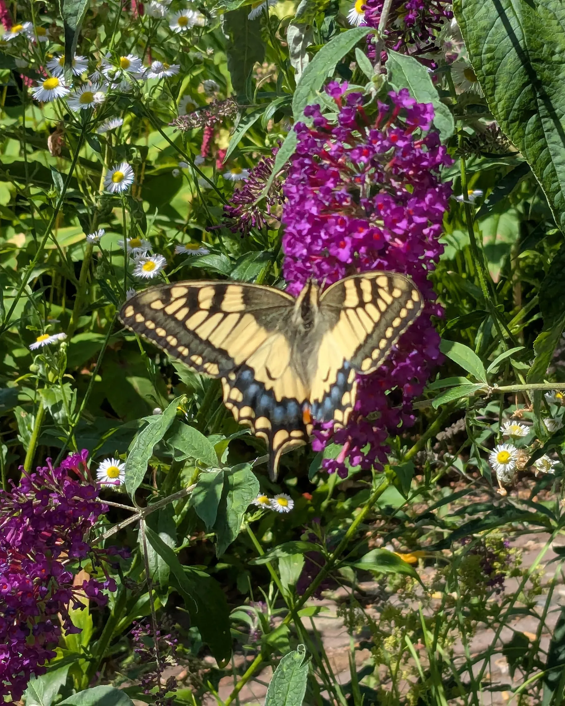 Koninginnenpage op een vlinderstruik in een tuin in De Bilt