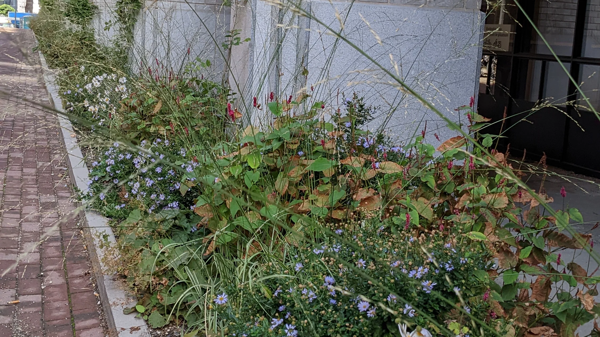 Border met asters, duizendknoop en siergras langs de gevel van een kantoorpand