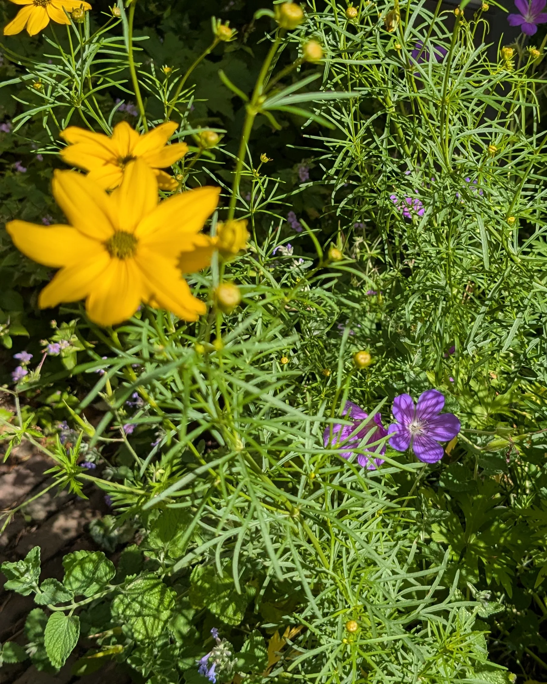 Gele meisjesogen en paarse ooievaarsbek in een particuliere tuin