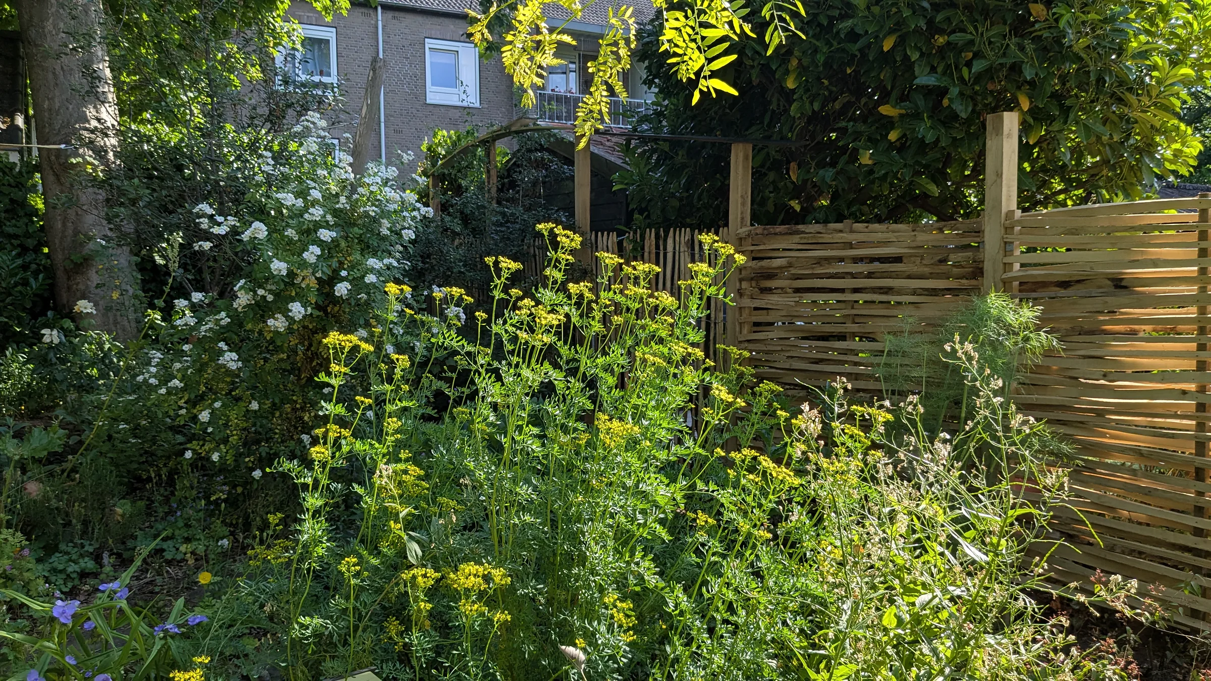 Zonnige border met gele en witte bloemen voor een gevlochten scherm in een particuliere tuin
