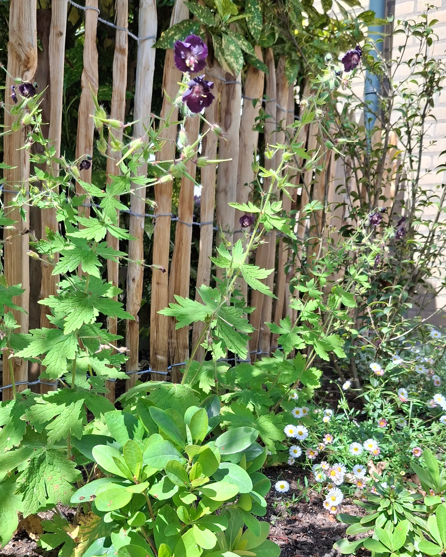 Donkere ooievaarsbek voor een kastanjehouten hek in een particuliere tuin