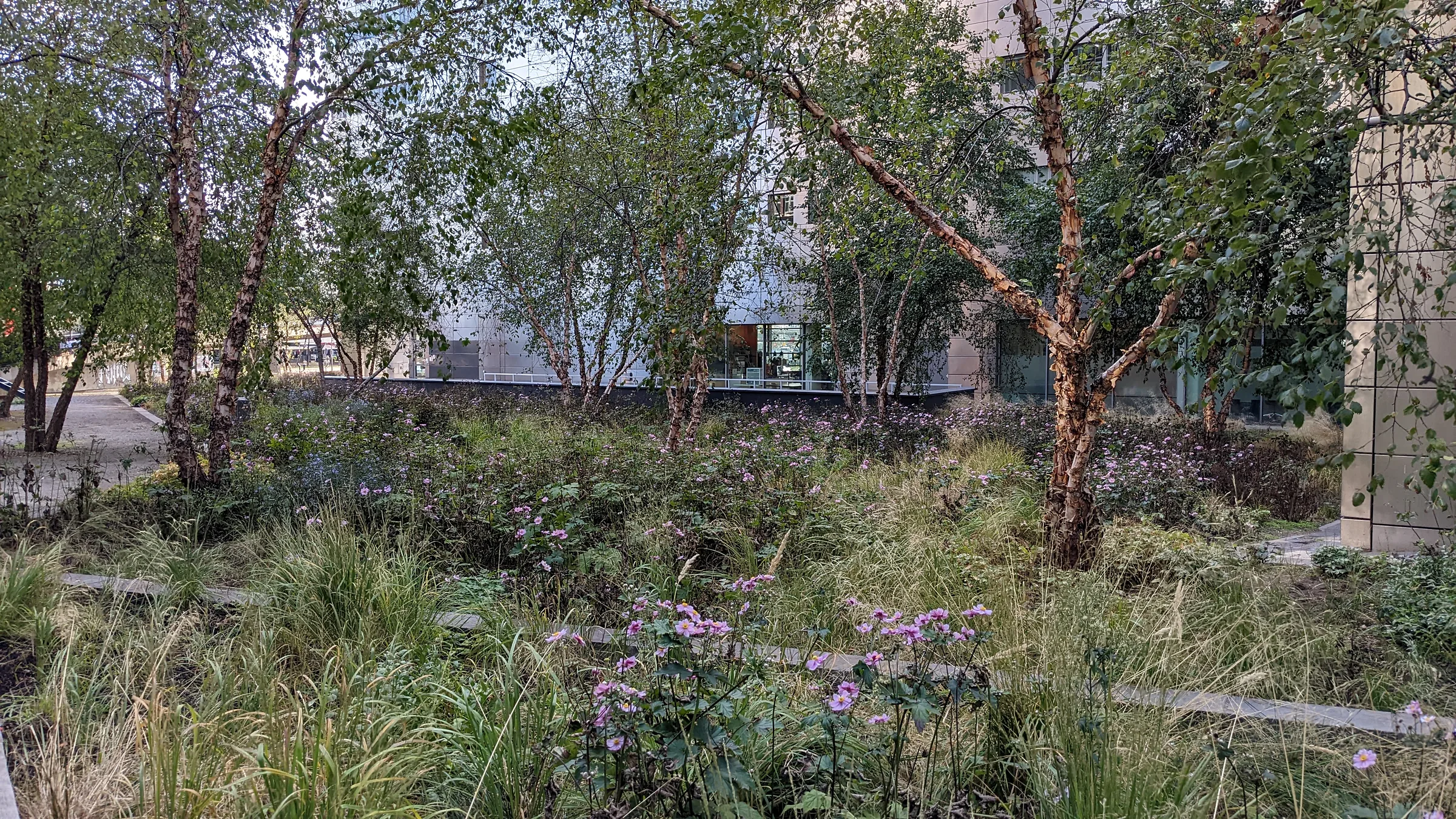 Berken en herfstanemonen bij een kantoorgebouw