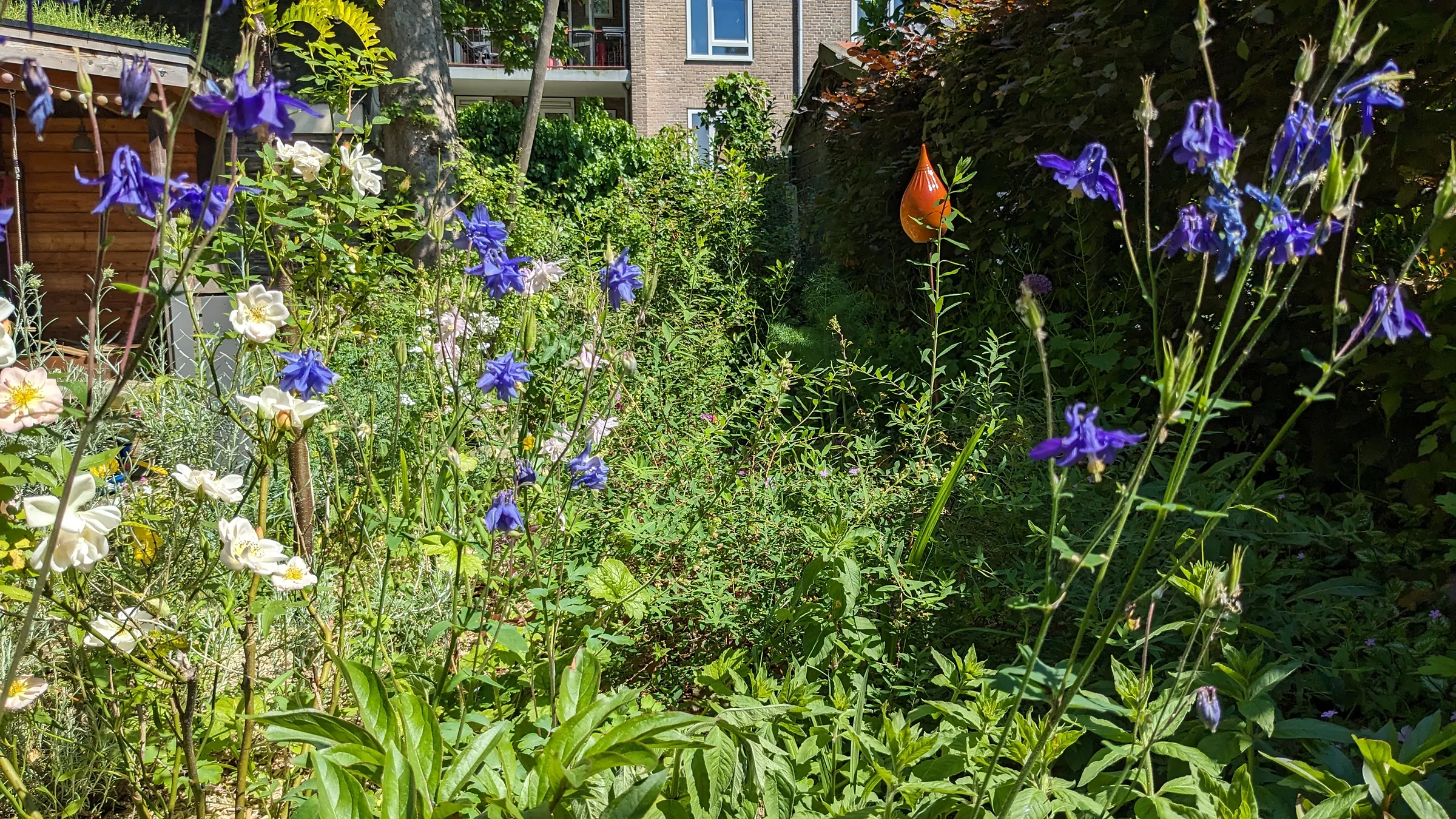 Blauwe akeleien en witte rozen in een particuliere tuin