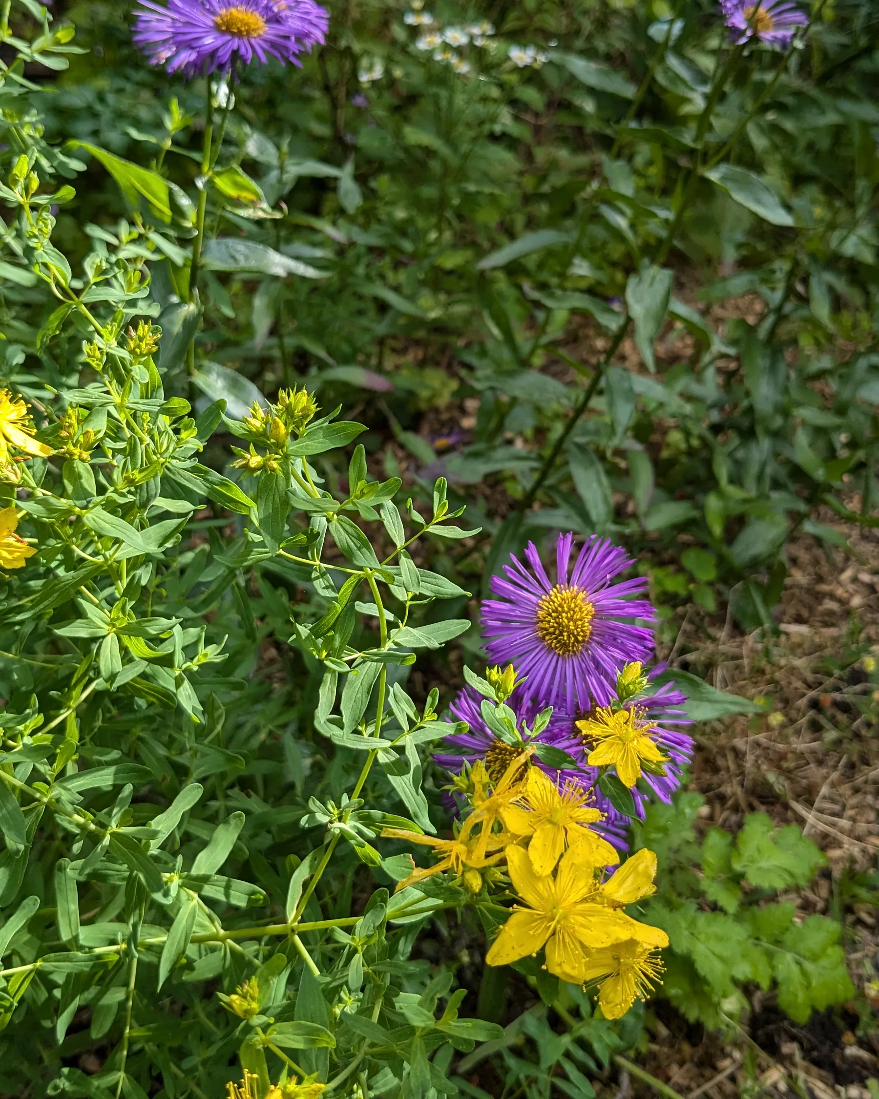 Paarse asters en geel hertshooi in een particuliere tuin