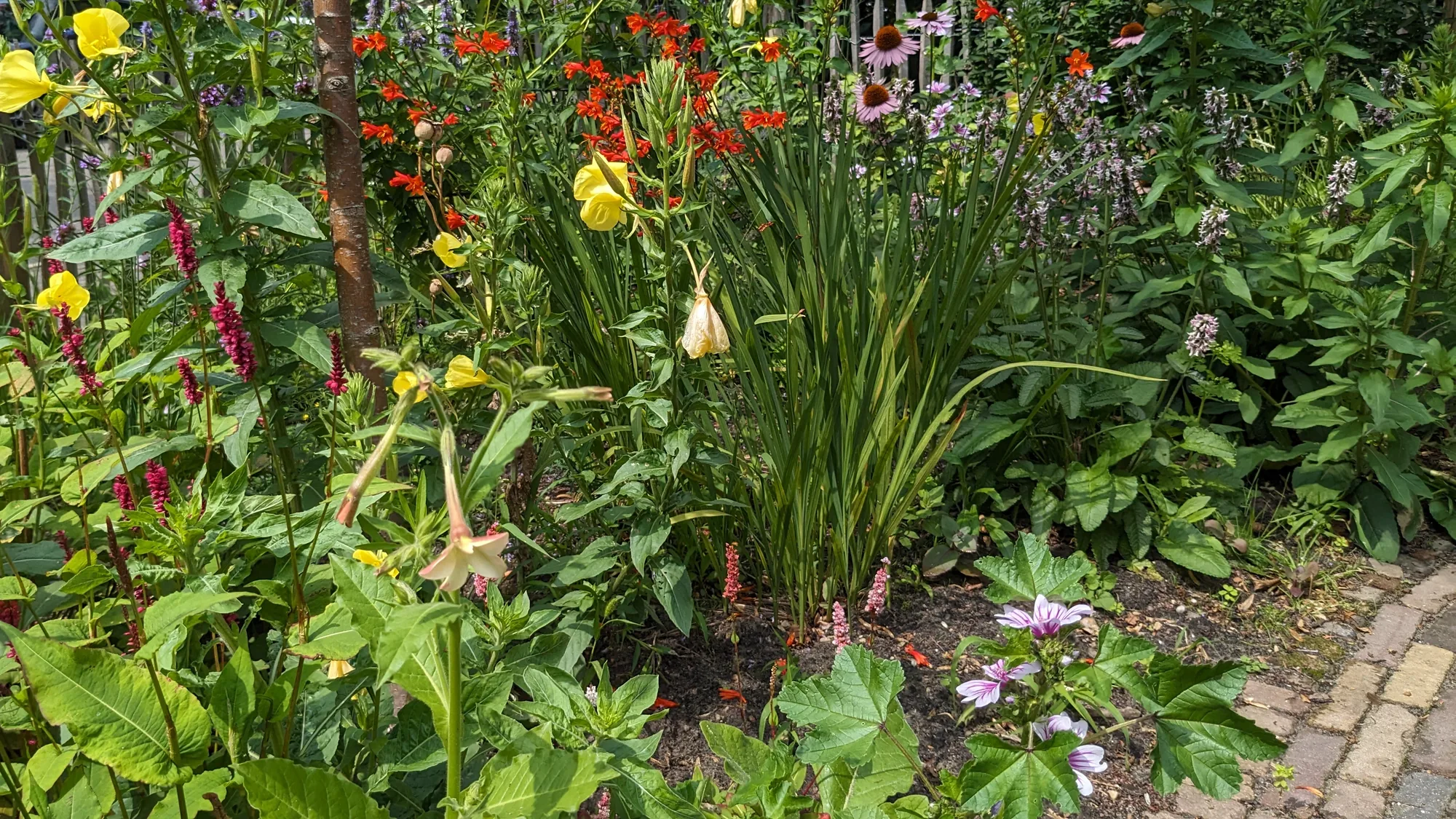 Kleurrijke border met teunisbloem, montbretia, zonnehoed en duizendknoop
