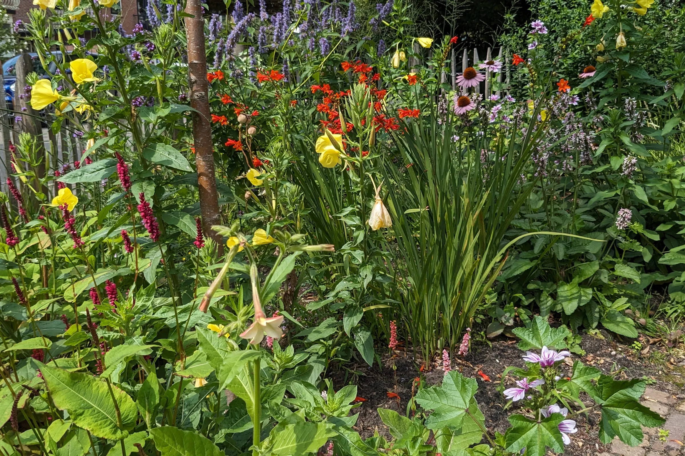 Kleurrijke zomerborder met montbretia, duizendknoop en zonnehoed