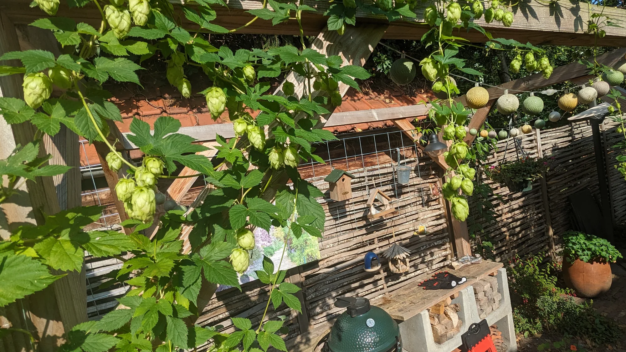 Pergola met hop boven een buitenkeuken in de tuin